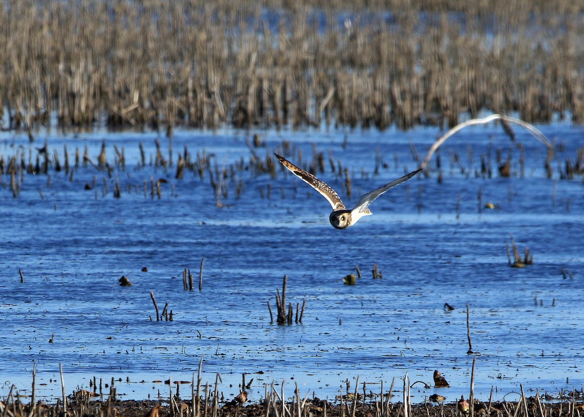 Short-eared Owl - Bruce Arnold