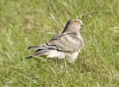 Northern Harrier - ML501597911