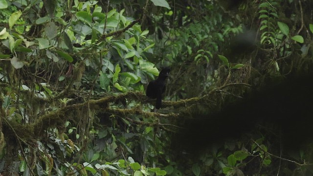 Эквадорская зонтичная птица - ML501598121