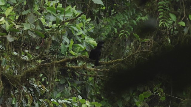 Long-wattled Umbrellabird - ML501598121