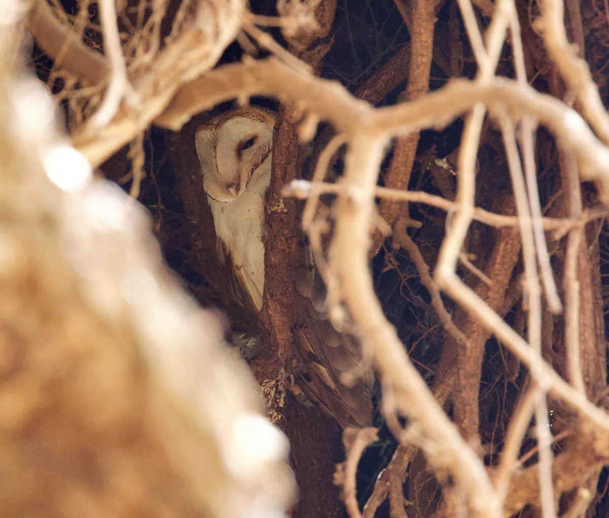Barn Owl (African) - ML501598281