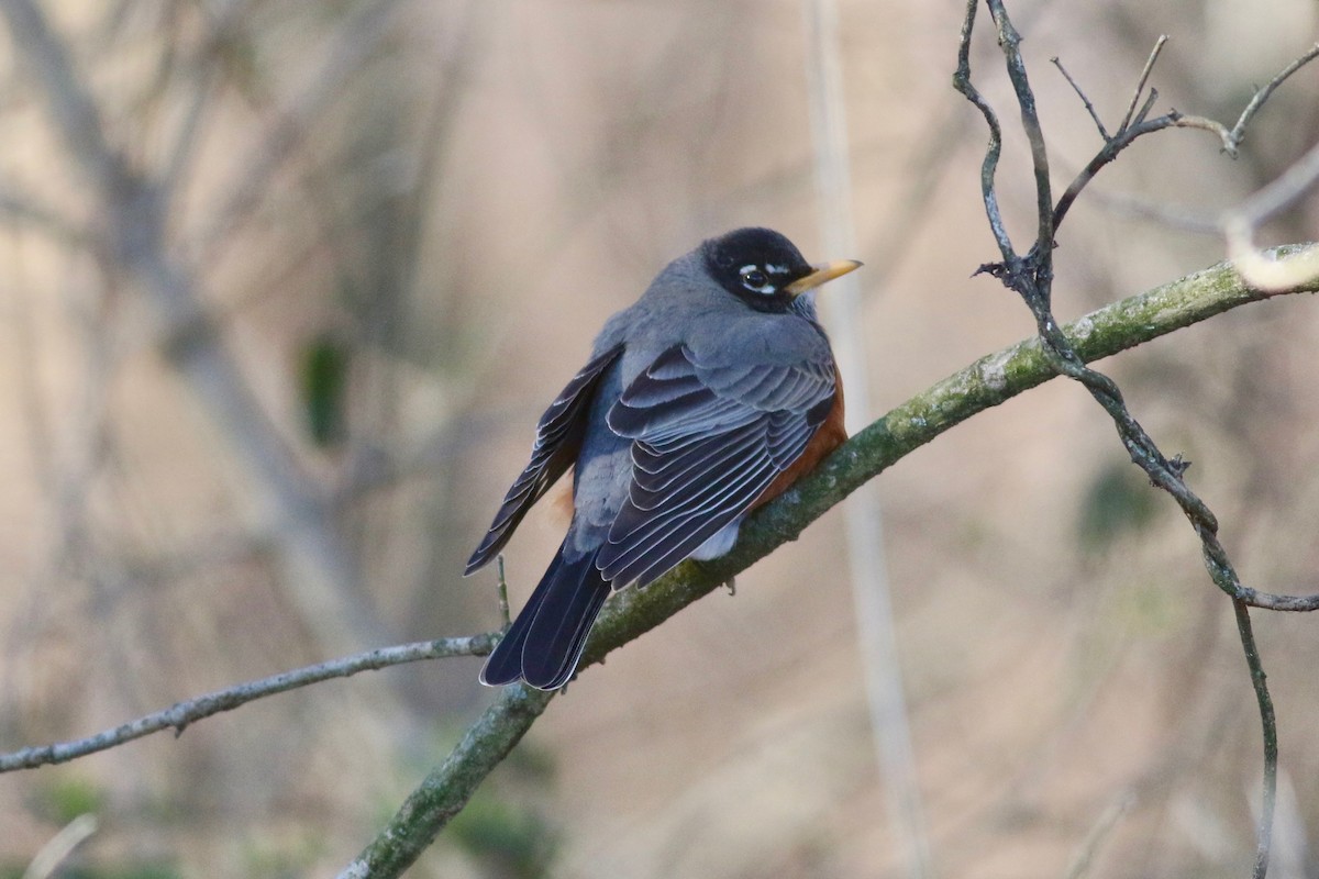 American Robin - ML50159831