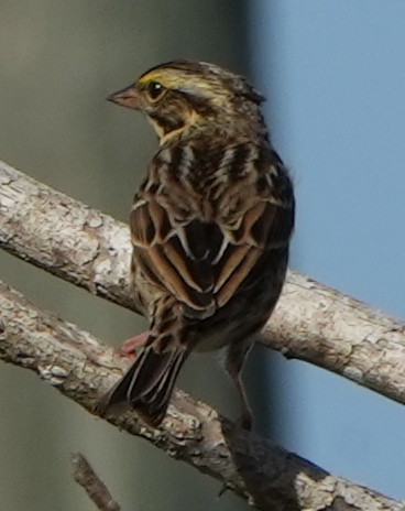 Savannah Sparrow - ML501598331