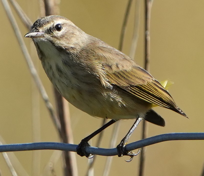 Palm Warbler - ML501598421