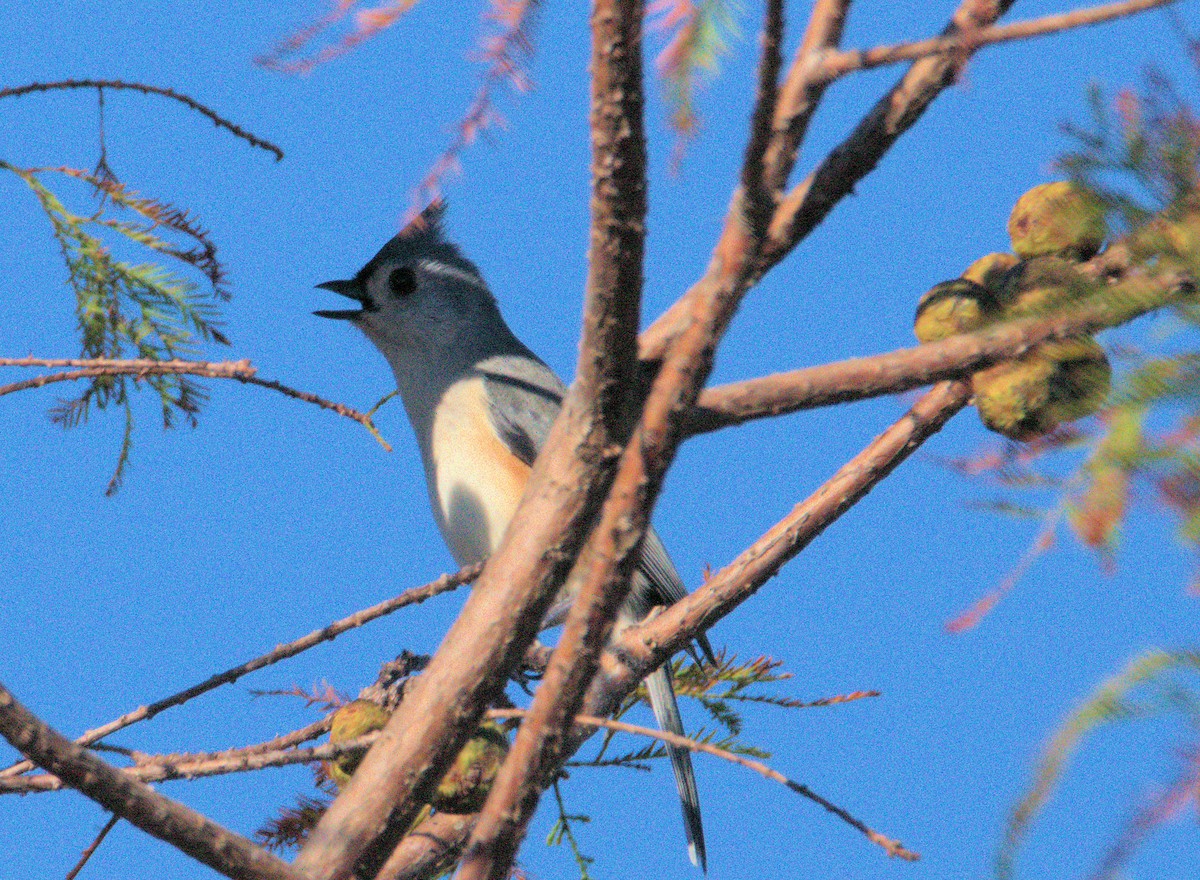 Tufted Titmouse - ML501598501