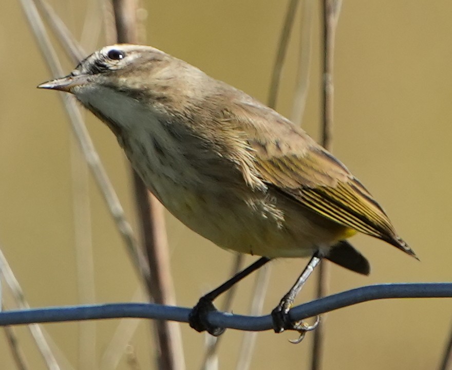 Palm Warbler - ML501598571