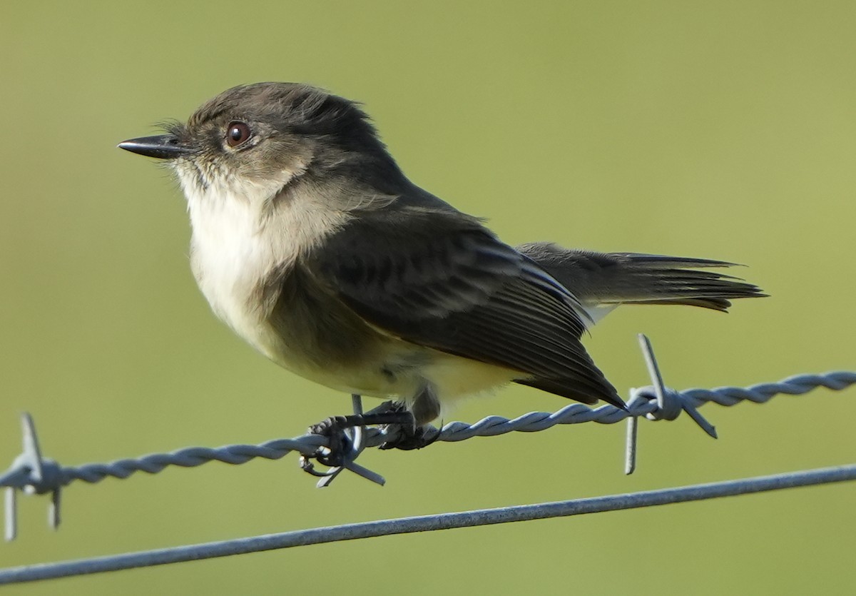 Eastern Phoebe - ML501598671