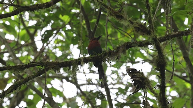 Motmot à bec large - ML501598981