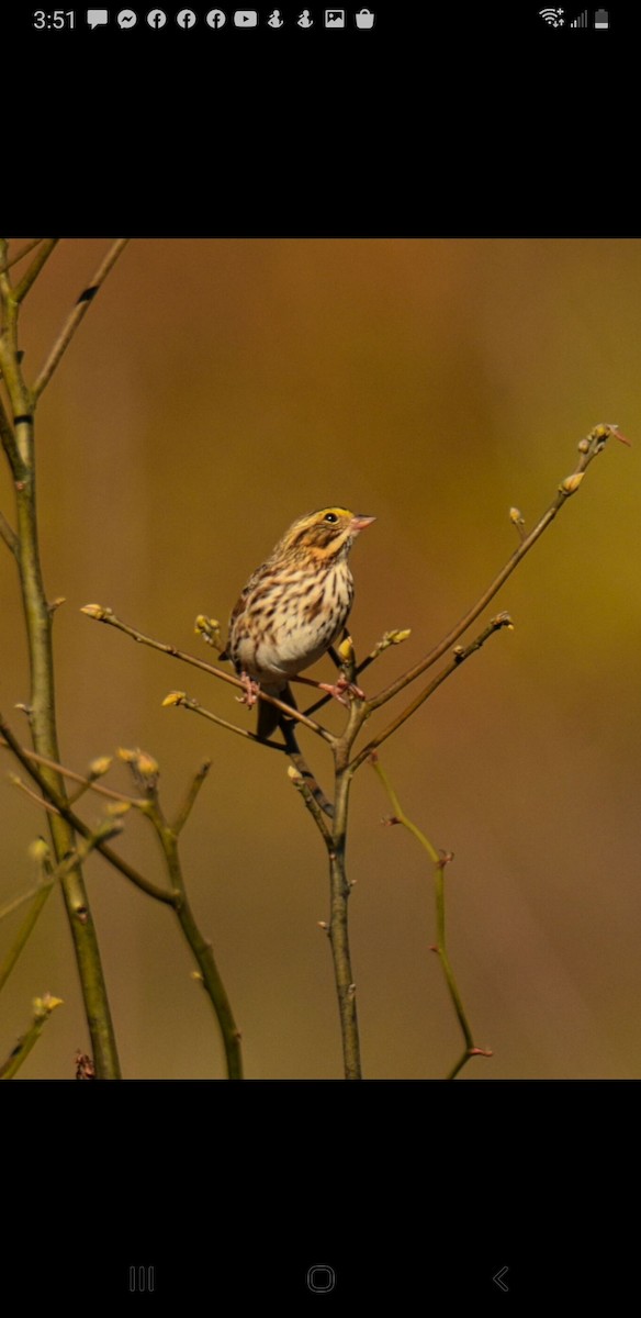 Savannah Sparrow - ML501601241