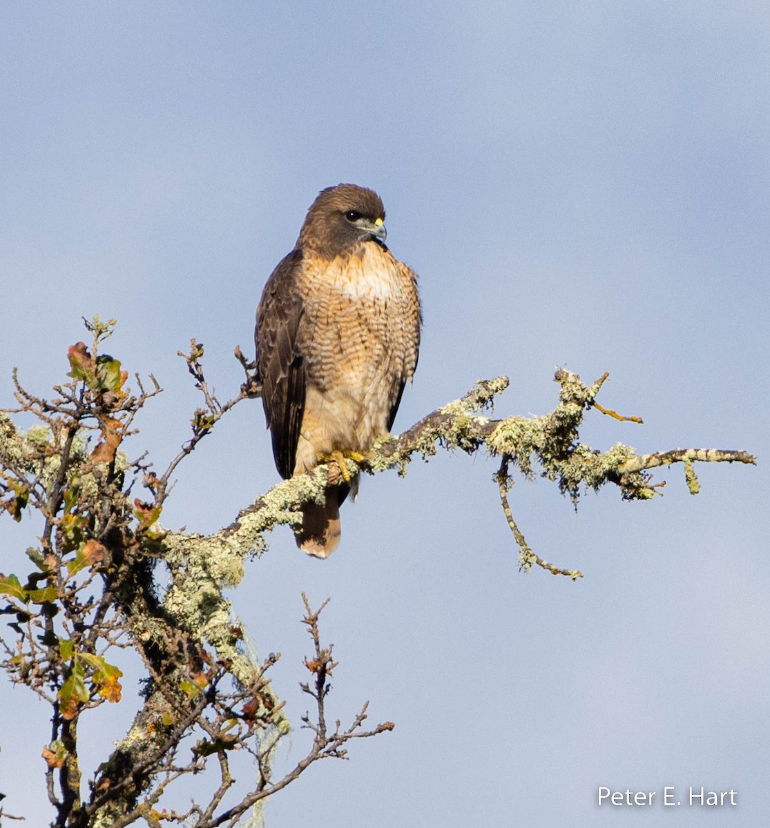 Red-tailed Hawk - Peter Hart