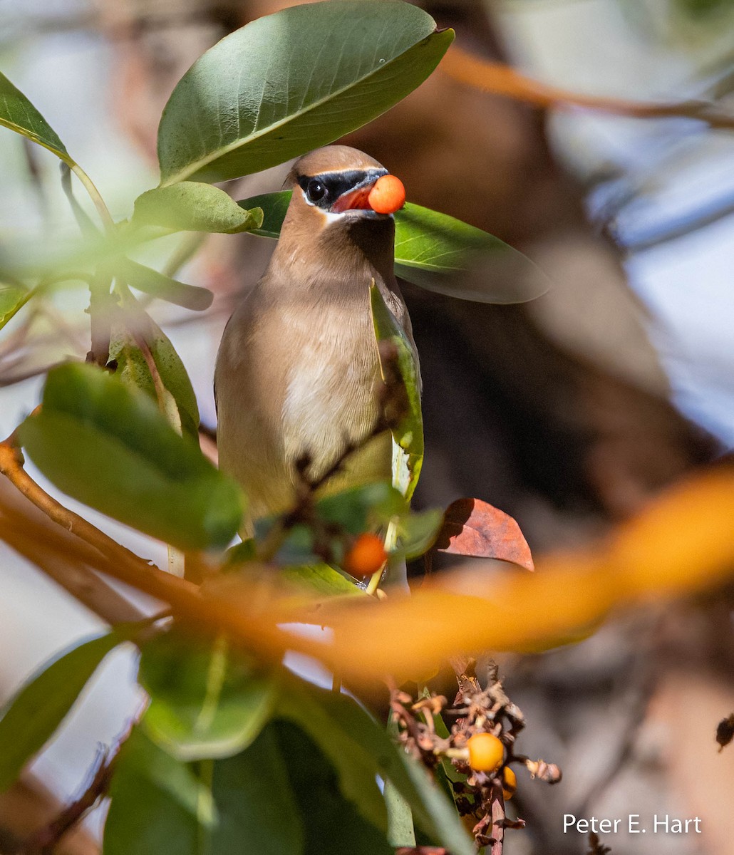 Cedar Waxwing - ML501601951