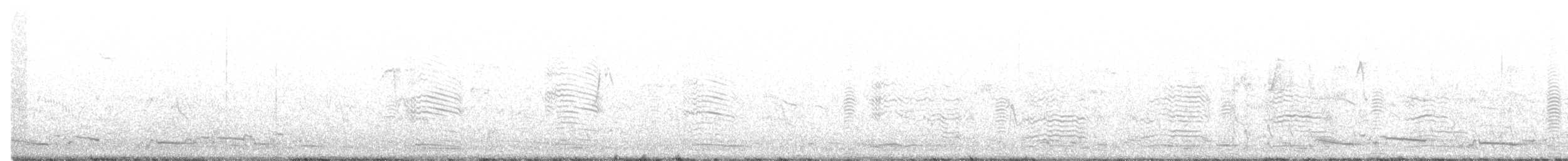 husovec strakatý - ML501603011