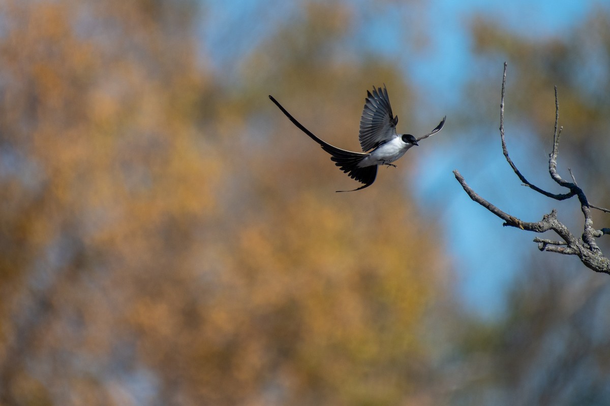 Fork-tailed Flycatcher - ML501603661