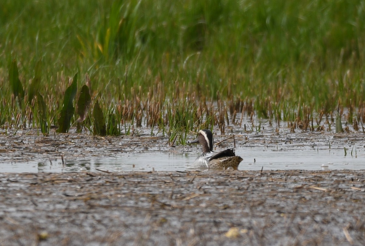 Garganey - ML501603901