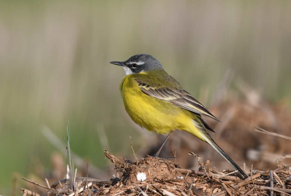 Western Yellow Wagtail - ML501604071