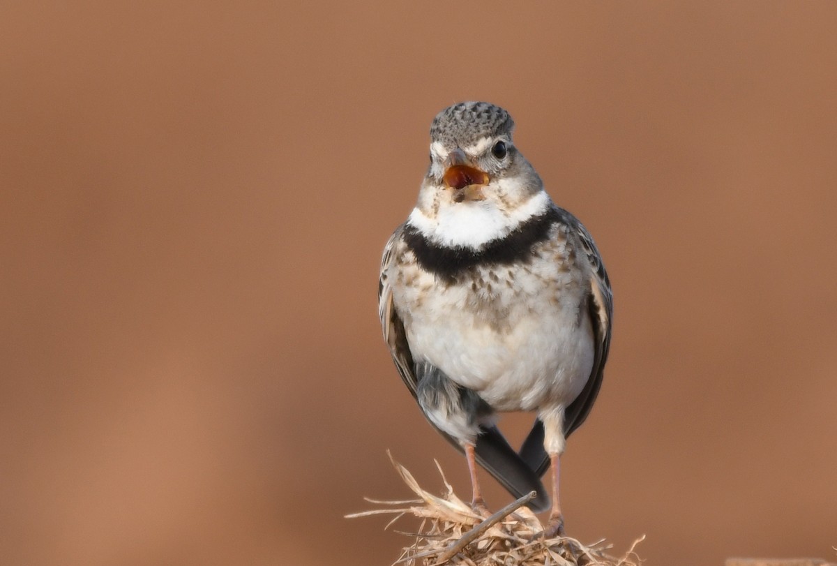 Calandra Lark - ML501604121