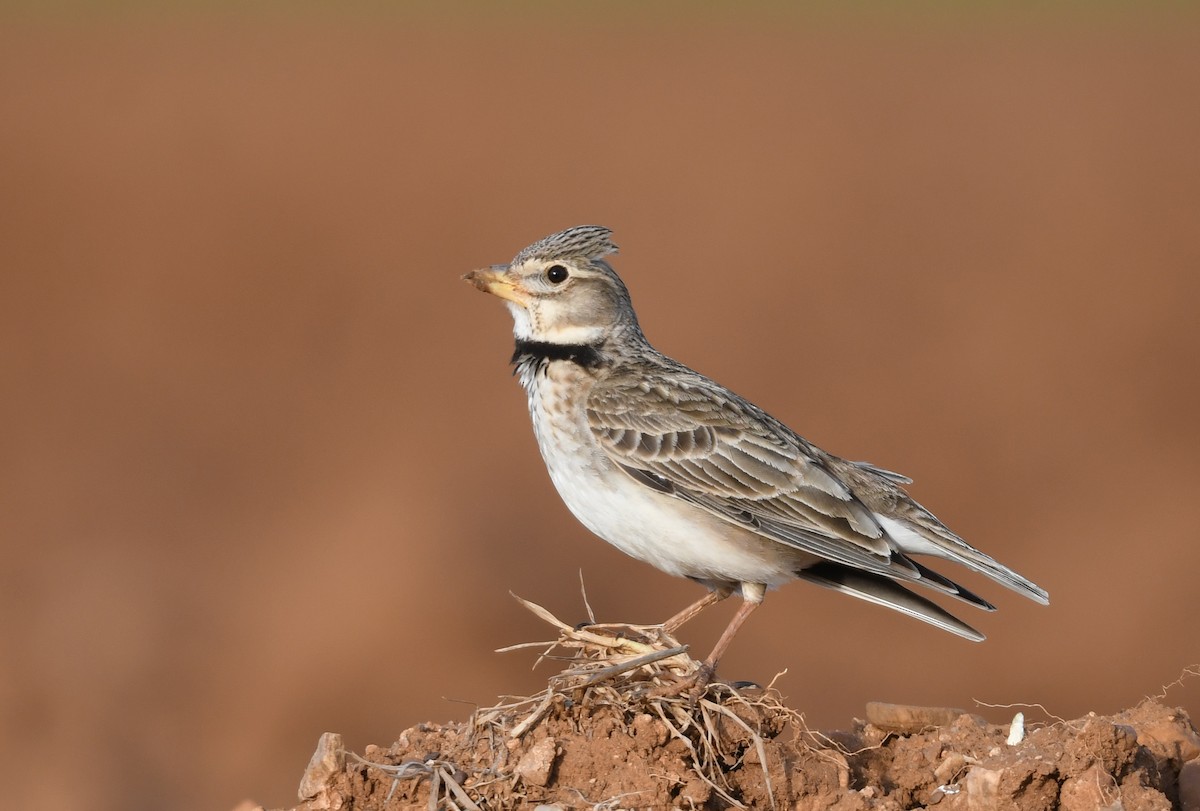 Calandra Lark - ML501604141