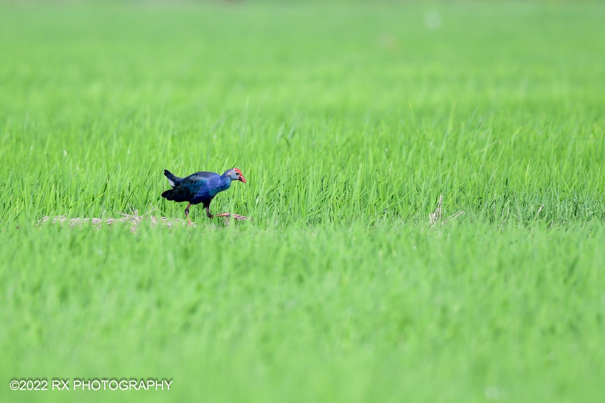 Gray-headed Swamphen - Ah Heng