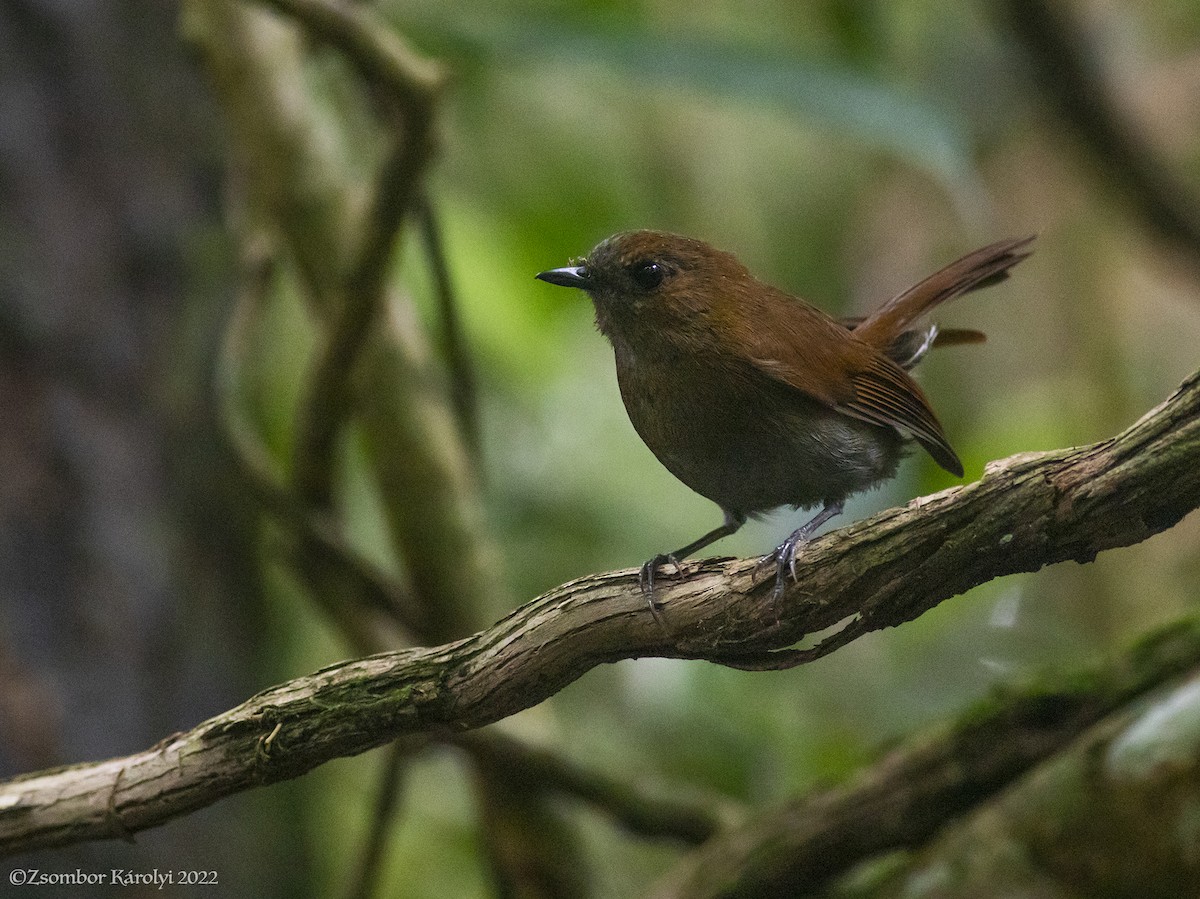 Javan Blue Flycatcher - ML501605421