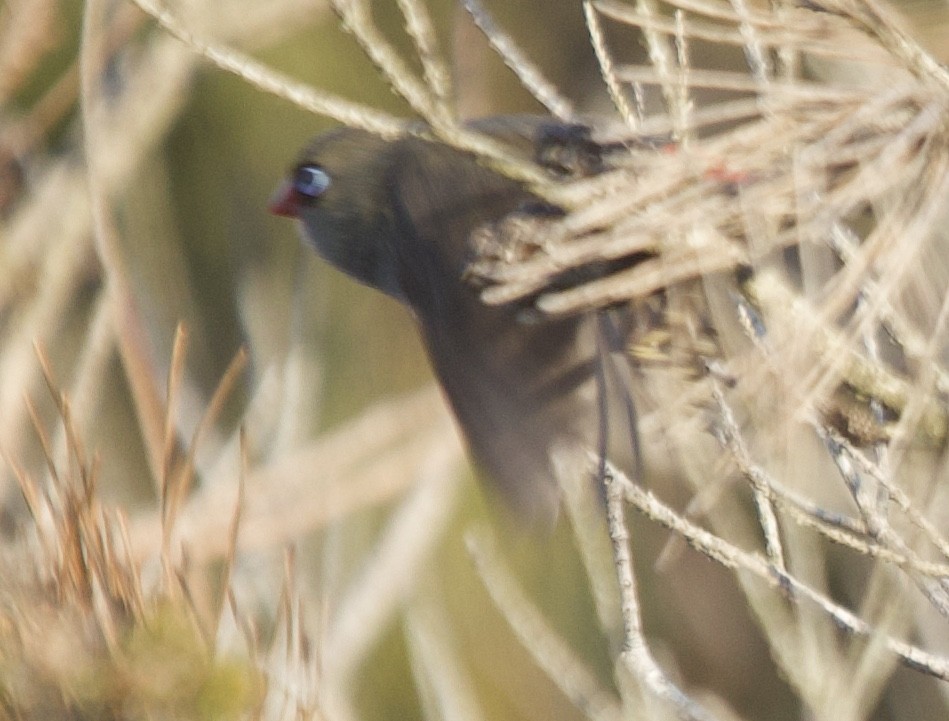 Beautiful Firetail - Zebedee Muller