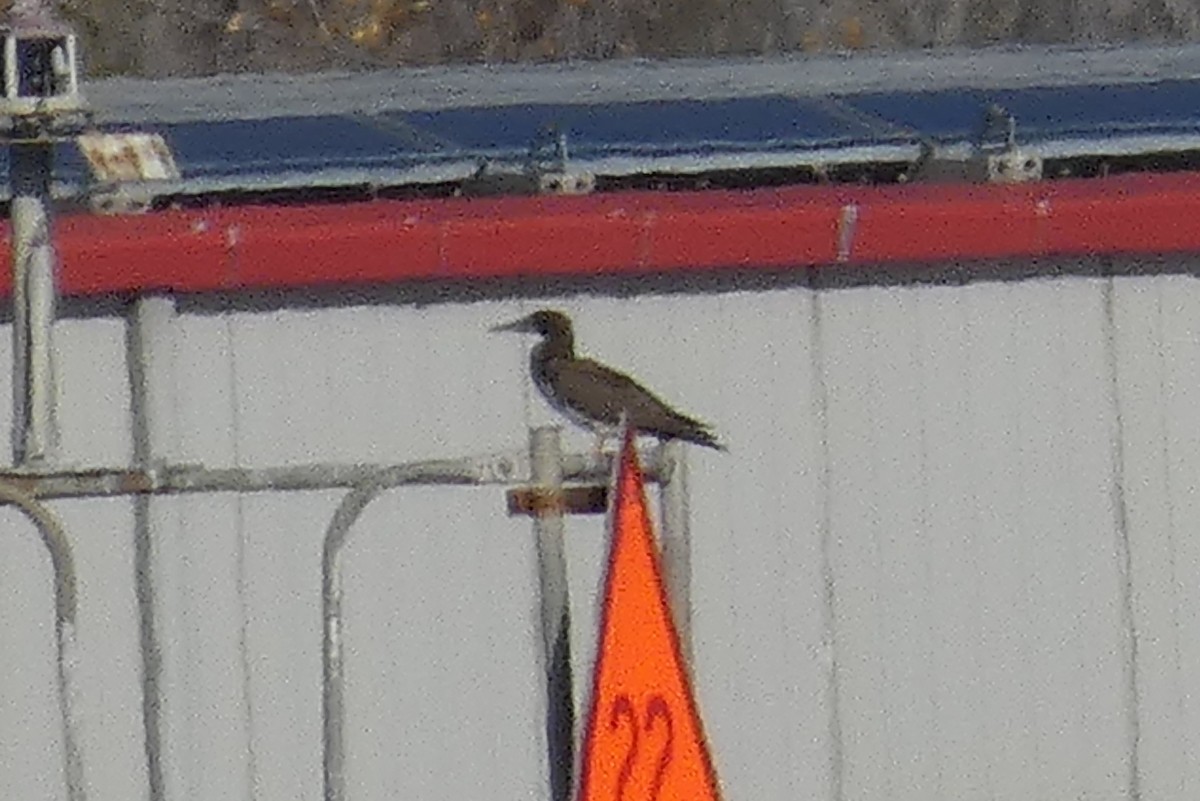 Brown Booby - ML501607111