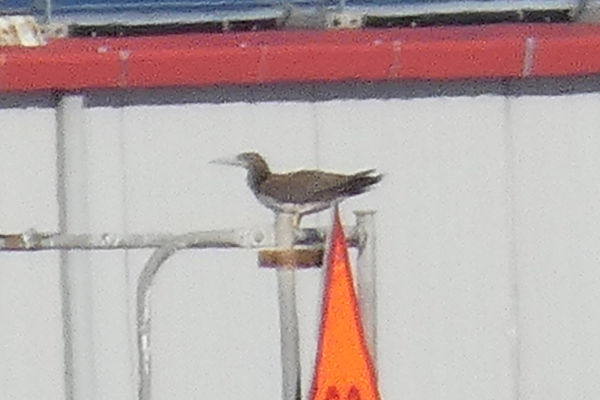 Brown Booby - ML501607141