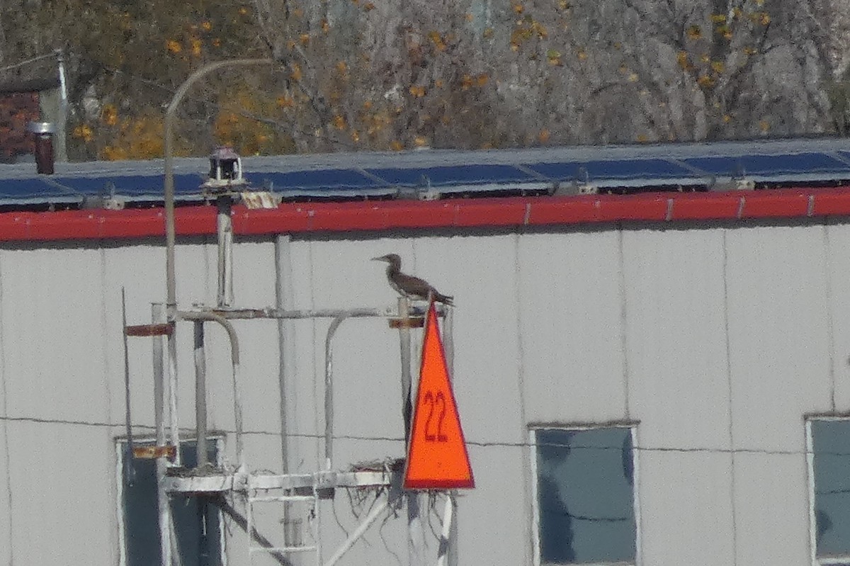 Brown Booby - ML501607151