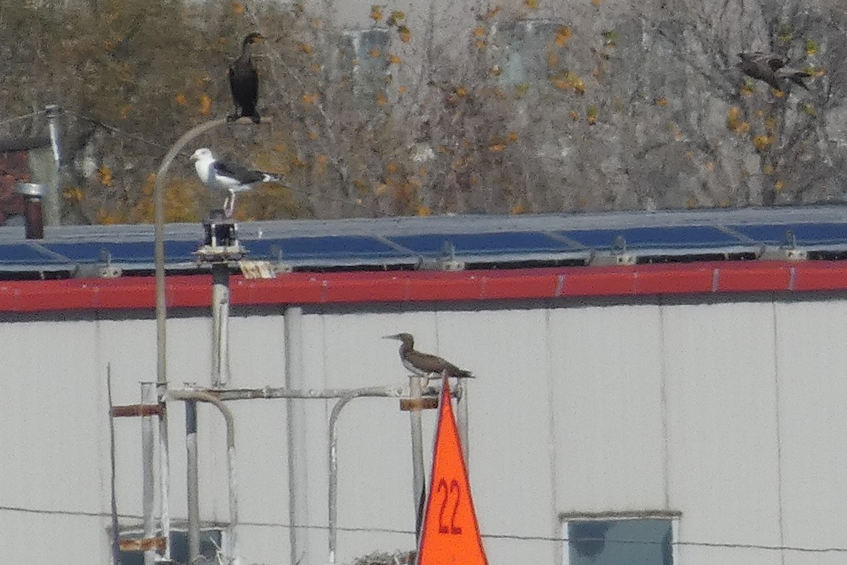 Brown Booby - ML501607171