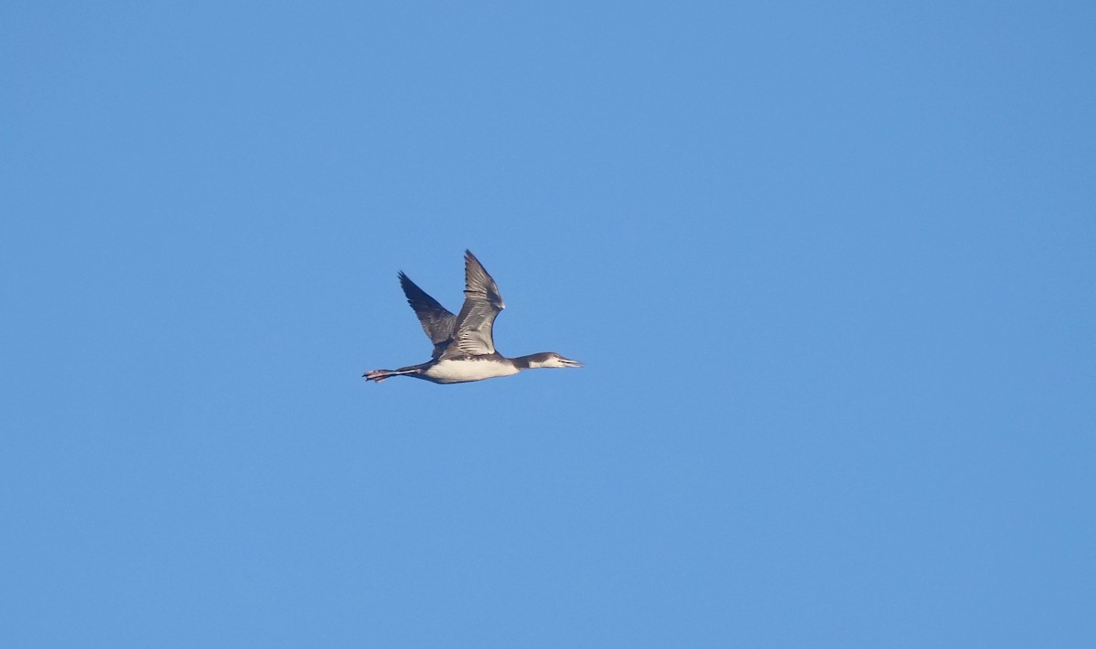 Common Loon - ML501607641