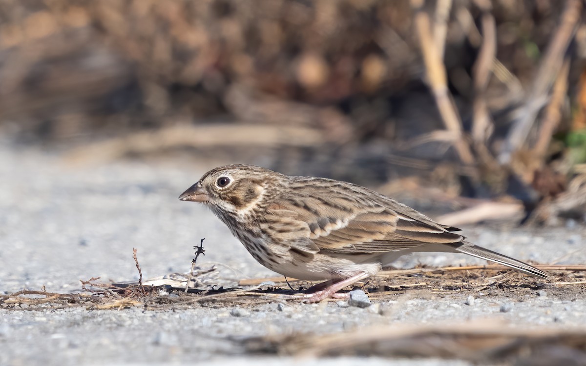 Vesper Sparrow - Susan Logan Ward