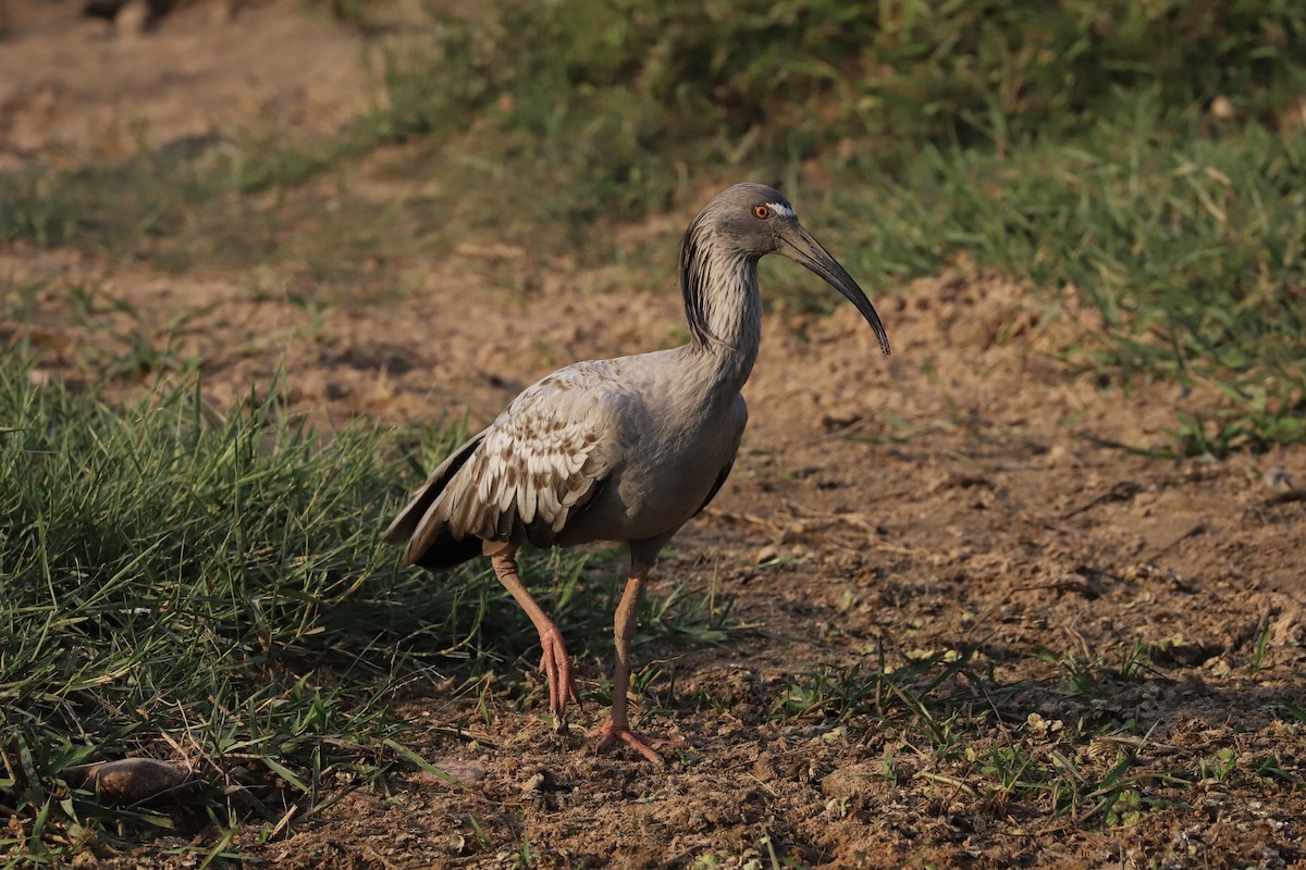 ibis běločelý - ML501609371