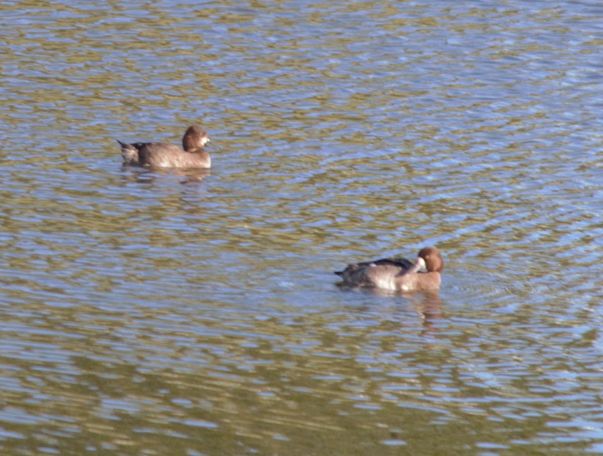 Greater/Lesser Scaup - Mark Brown