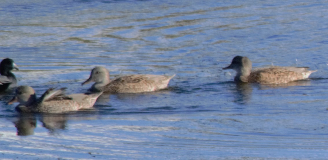 Pato sp. - ML501610081