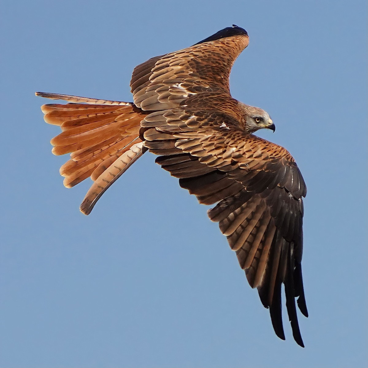 Red Kite - Kevin Hughes