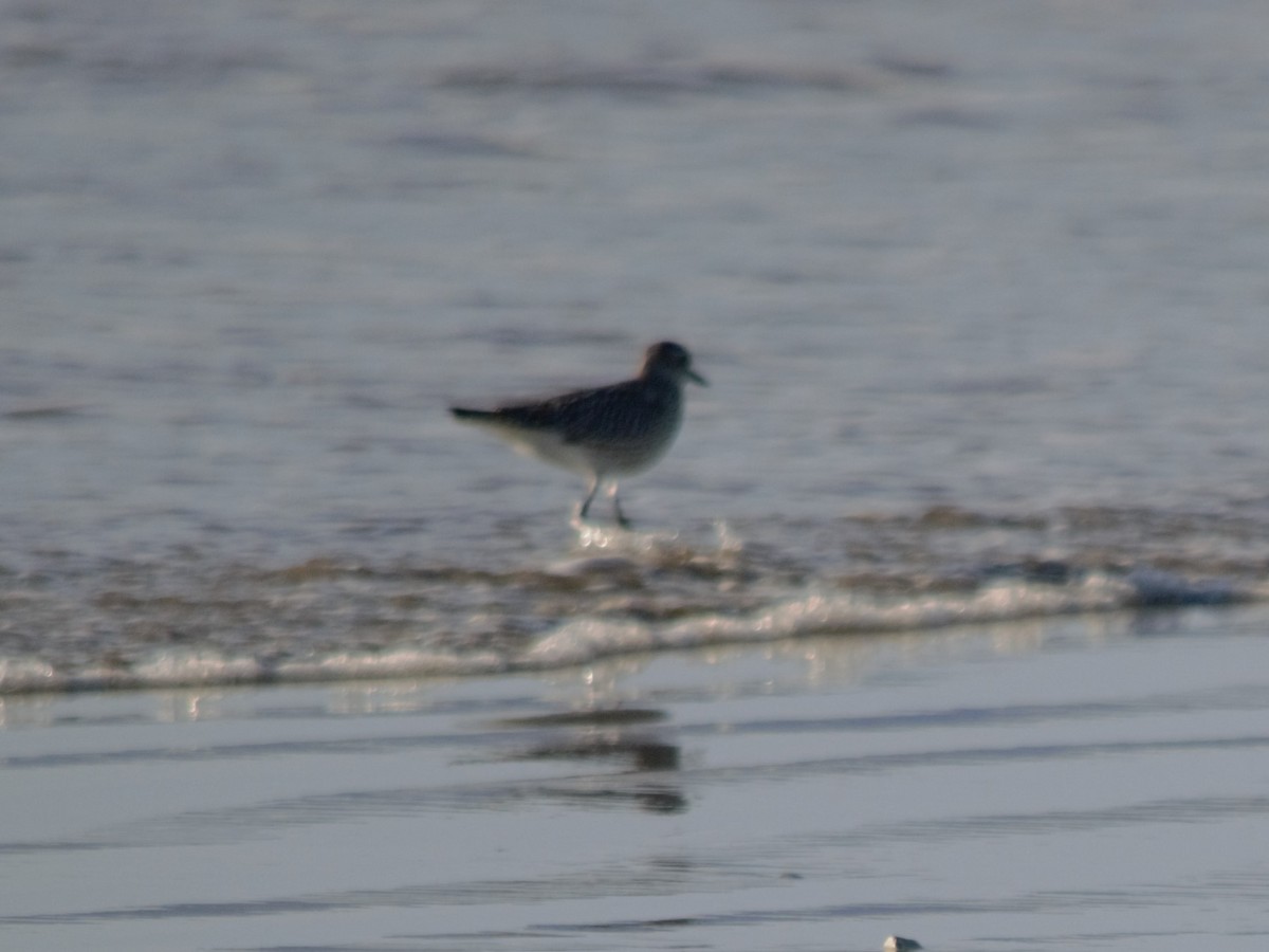 Black-bellied Plover - ML501610391