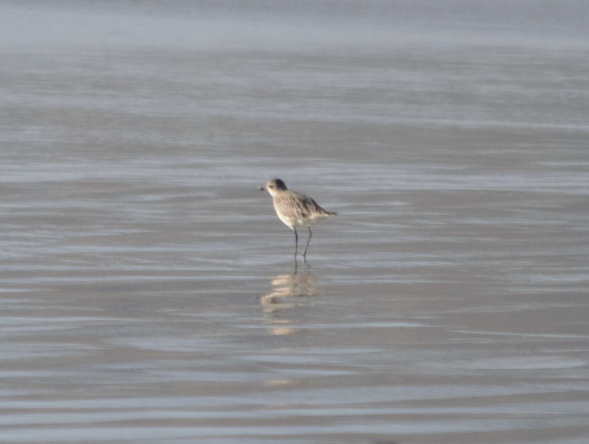 Black-bellied Plover - Mark Brown