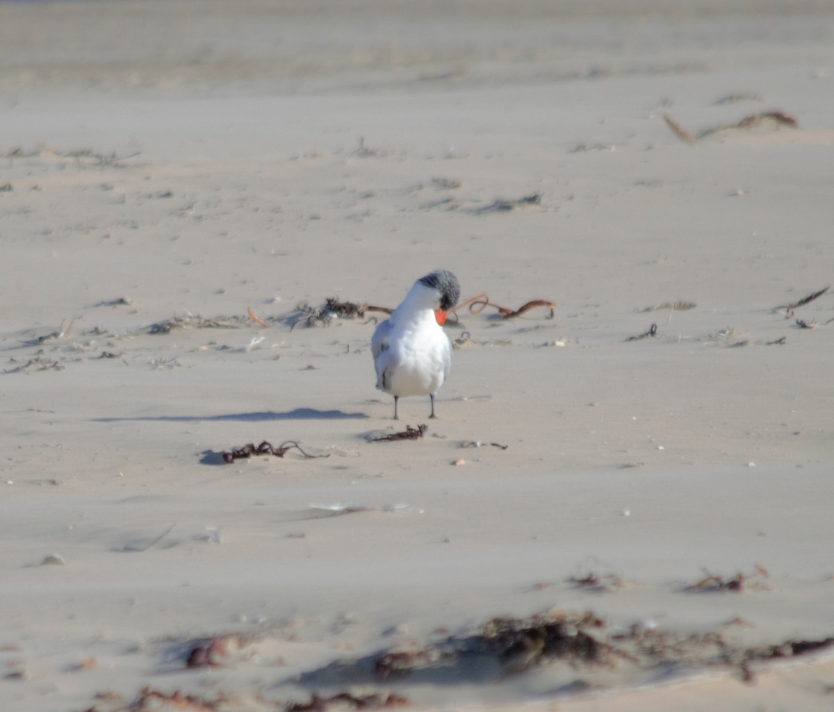 Caspian Tern - ML501611211