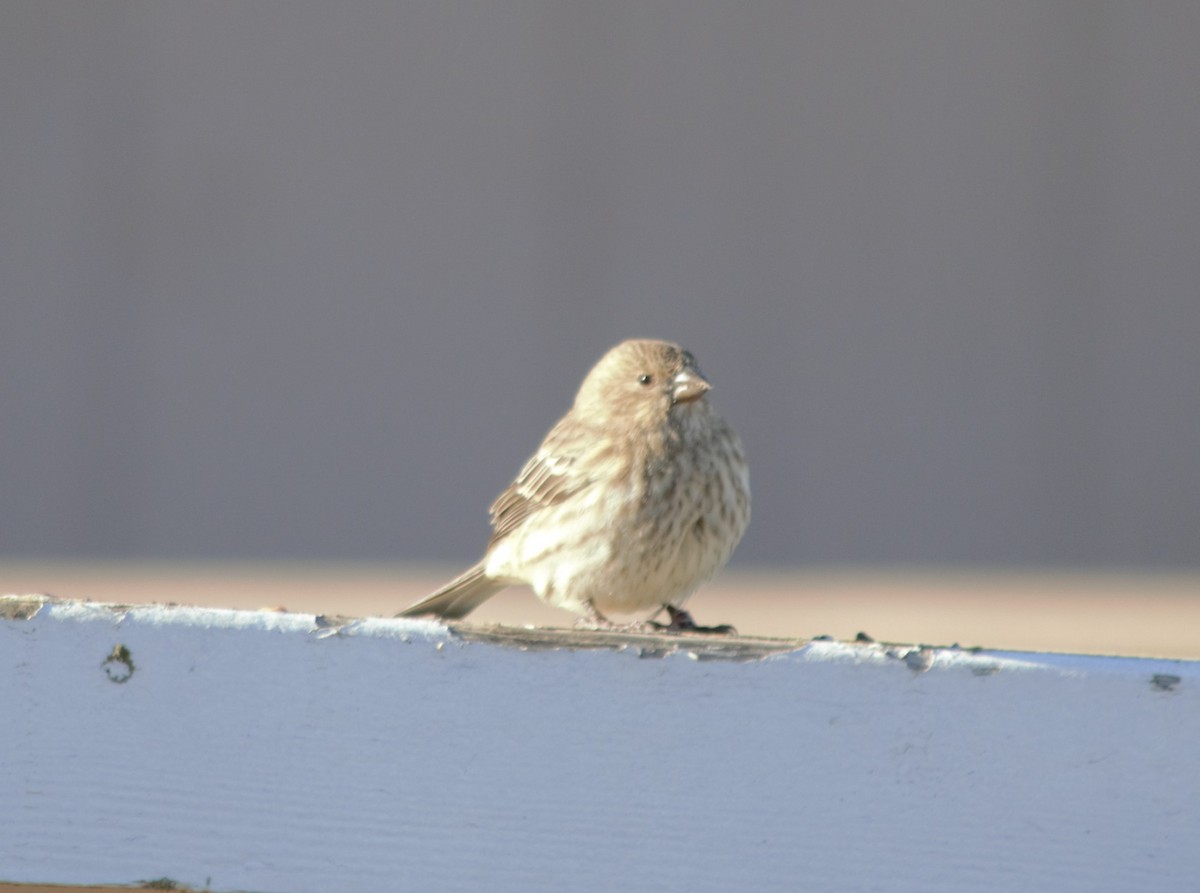 House/Purple Finch - ML501611461