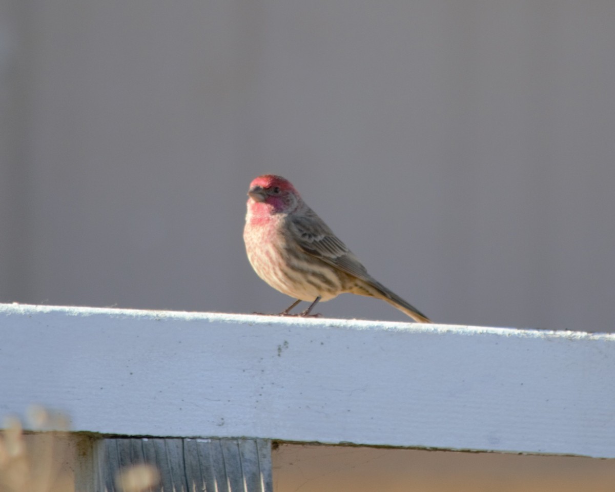 House/Purple Finch - Mark Brown