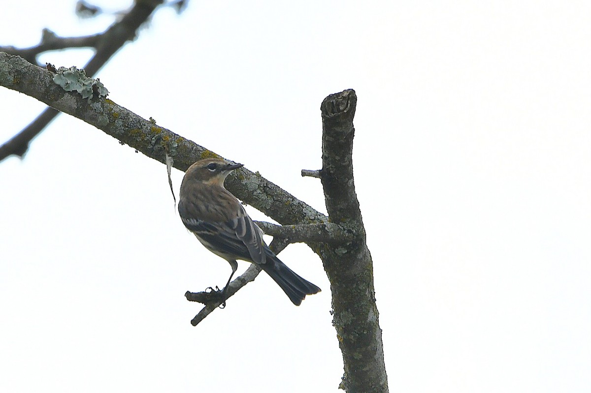 Yellow-rumped Warbler - ML501612231
