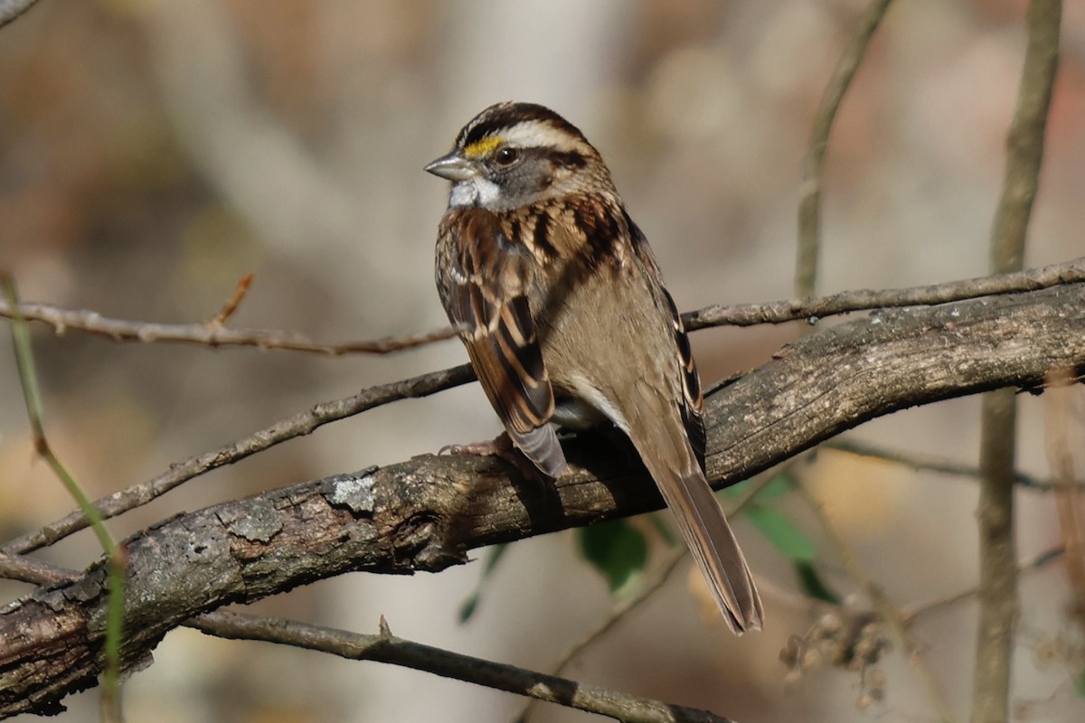 White-throated Sparrow - ML501613601