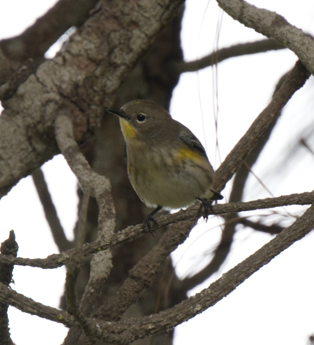 Yellow-rumped Warbler - ML501613901