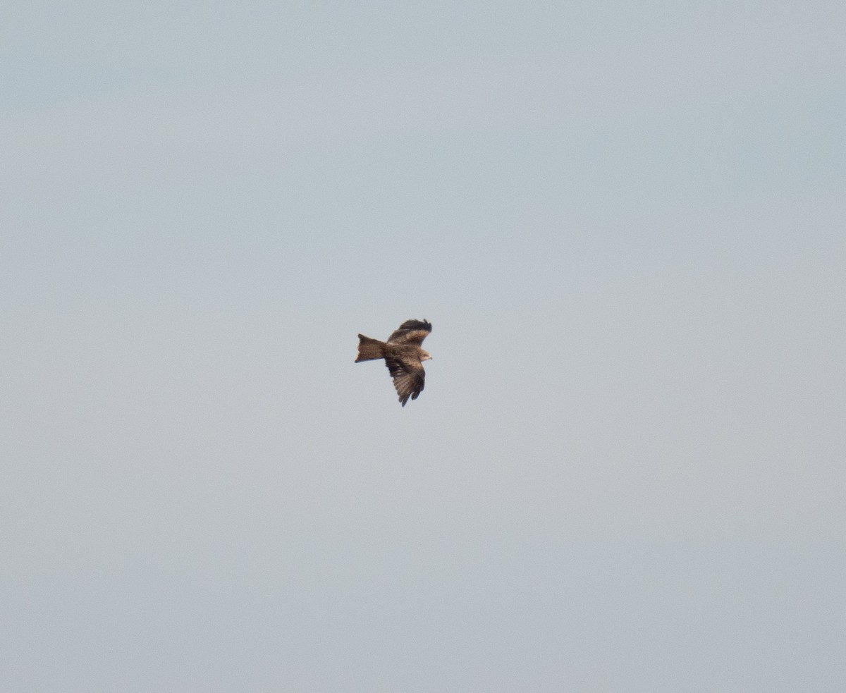 Black Kite - ML501614011