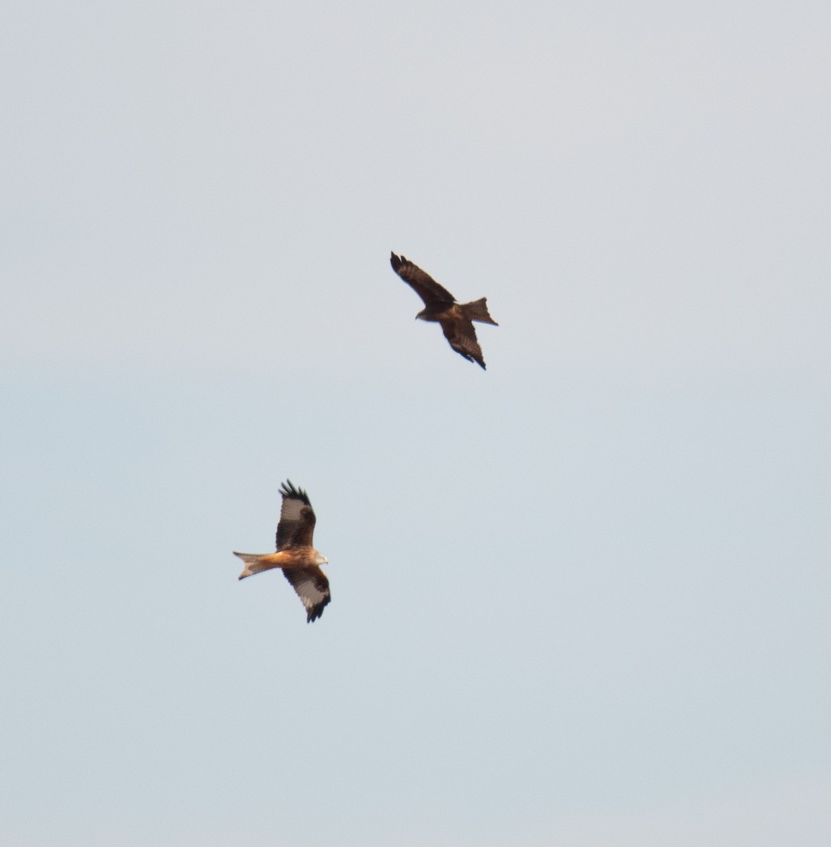 Black Kite - ML501614021