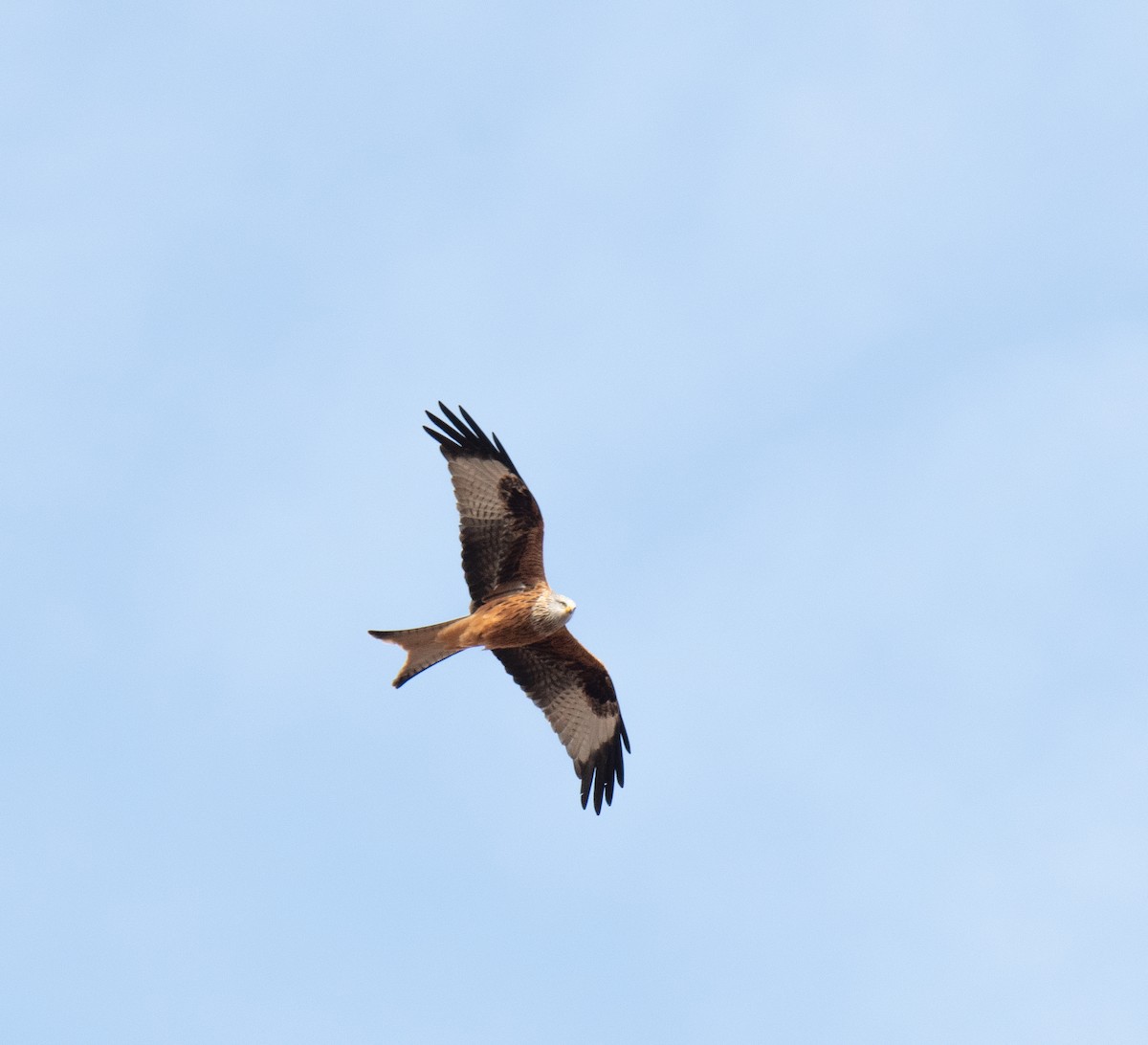 Red Kite - ML501614061