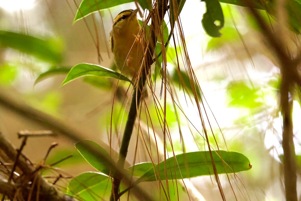 Worm-eating Warbler - Marco Quesada