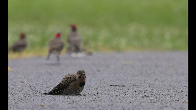 Northern Flicker (Yellow-shafted) - ML501614931