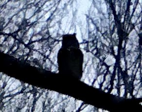 Great Horned Owl - ML501615511