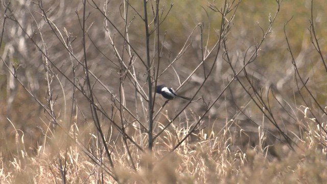 White-winged Fairywren - ML501615661