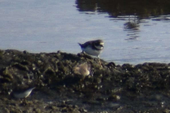 Semipalmated Plover - ML501616661